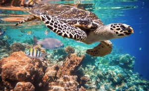Tulum Ruins, Reef & Cenote