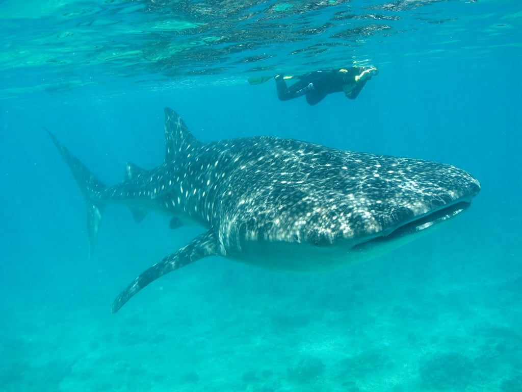 VIP Holbox - Whale Shark