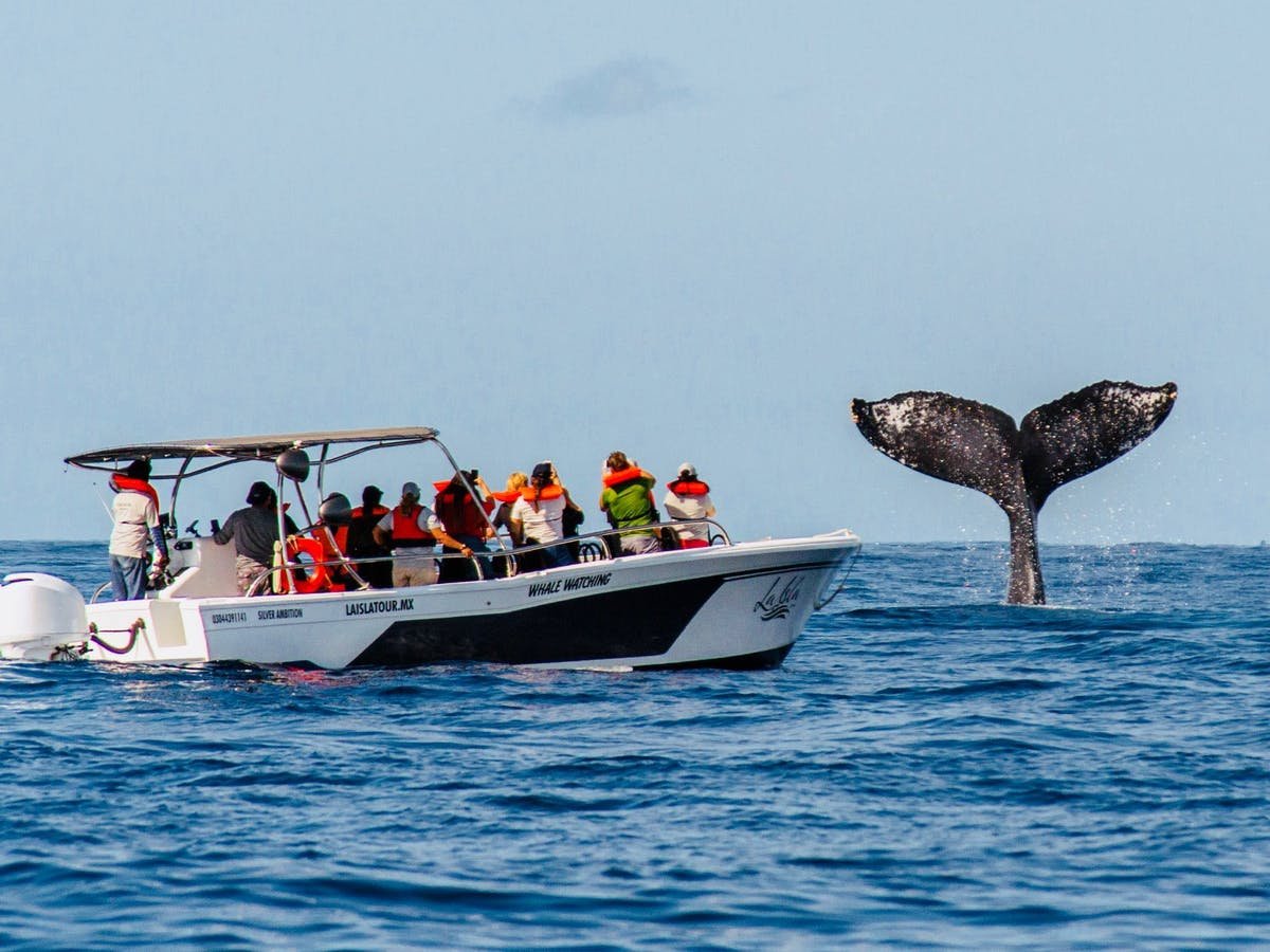 Whale Watching Tour in Cabo San Lucas