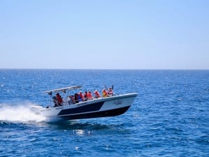 Whale Watching Tour in Cabo San Lucas