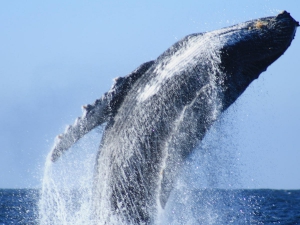 Whale Watching Experience in Cabo San Lucas