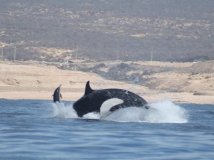 Whale Watching Tour in Cabo San Lucas