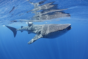 Snorkel WorldWide Presenta: Tour de snorkel con el tiburón ballena pelágico