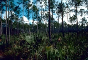 Parc national des Everglades