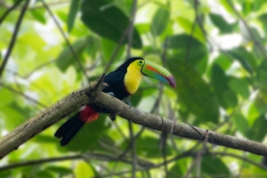 Virtual Tour of the Panama Canal and Panama’s Jungles