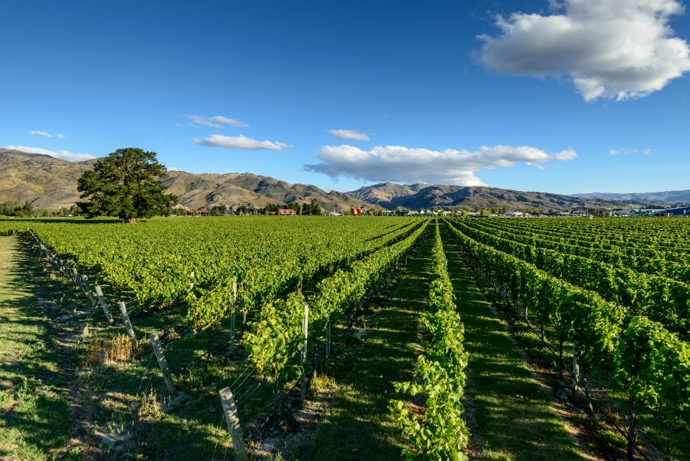 Best Wine in Queenstown