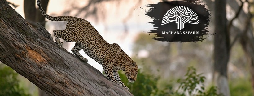 Machaba Safari Special 2020