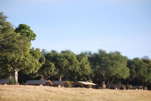  African Bush Camps Free Night Offer