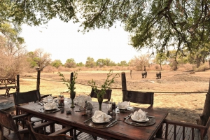  African Bush Camps Free Night Offer