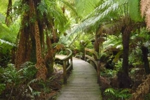 2 Day Great Ocean Road Small Group Tour