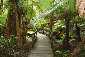 2日間のグレート オーシャン ロード小グループ ツアー