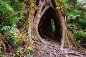 2-dniowa prywatna wycieczka premium po Great Ocean Road