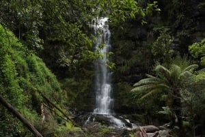 2-dniowa prywatna wycieczka premium po Great Ocean Road