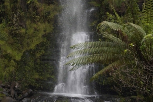 2-dniowa prywatna wycieczka premium po Great Ocean Road