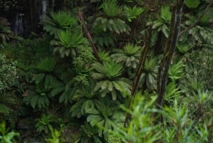 2-dniowa prywatna wycieczka premium po Great Ocean Road