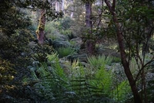 2-dniowa prywatna wycieczka premium po Great Ocean Road