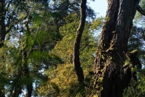 2-dniowa prywatna wycieczka premium po Great Ocean Road