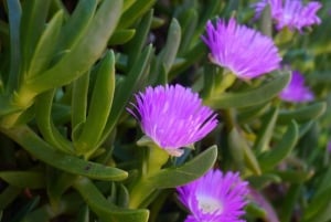 2-dniowa prywatna wycieczka premium po Great Ocean Road