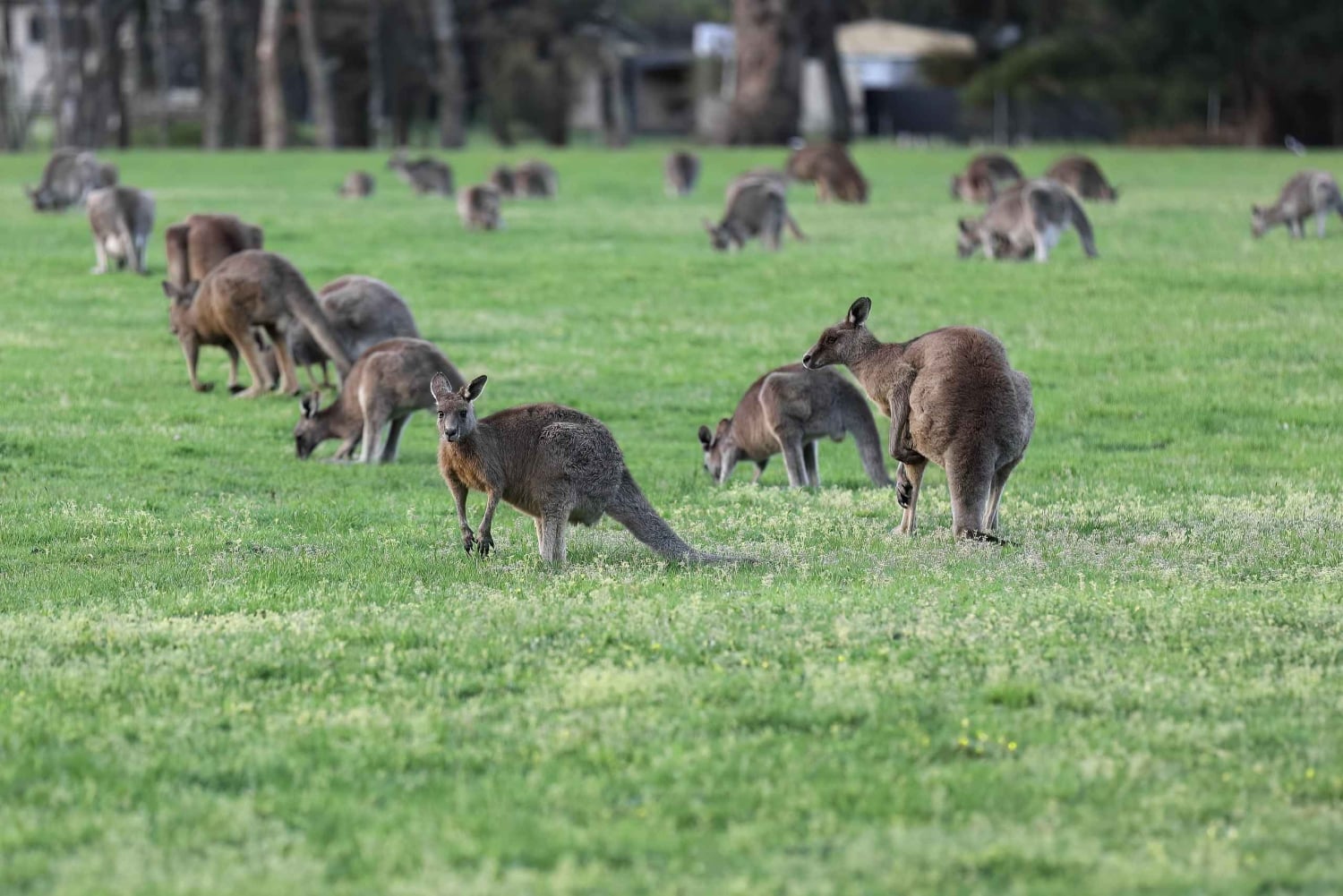 5 jours et 4 nuits : Circuit à forfait à Melbourne