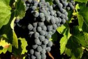 All-Inclusive Chevy Convertible Wine Tour for 4 Passengers