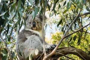Najlepsza wycieczka po Great Ocean Road i 12 Apostołach – wiele języków