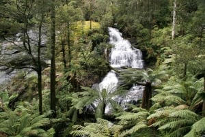 Najlepsza wycieczka po Great Ocean Road i 12 Apostołach – wiele języków