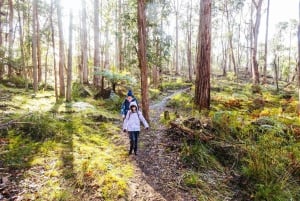 Best of Melbourne: Private Walking Tour with a Local