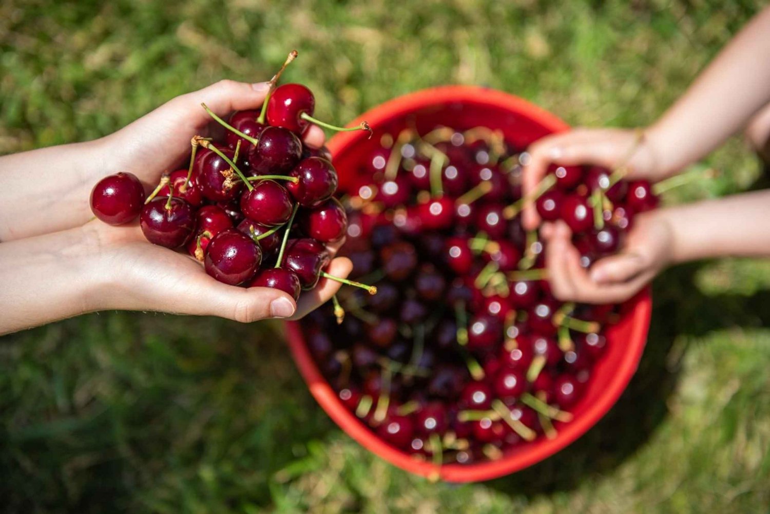Coldstream: La experiencia de Cherry-Picking