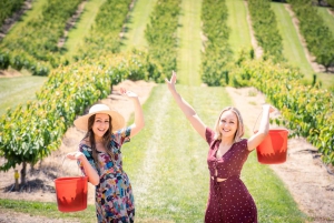 Coldstream: Cherry-Picking Experience