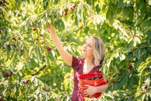 Coldstream: Cherry-Picking Experience