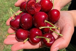 Coldstream: Cherry-Picking Experience