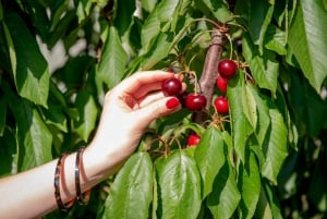 Cherry-Picking Wandin East