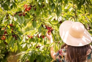 Cherry-Picking Wandin East