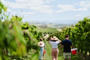 Cherry-Picking Wandin East