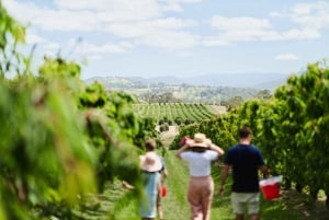 Сбор вишни в Вандин-Ист