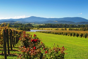 Experience Yarra Valley: A Tailored private Wine Journey