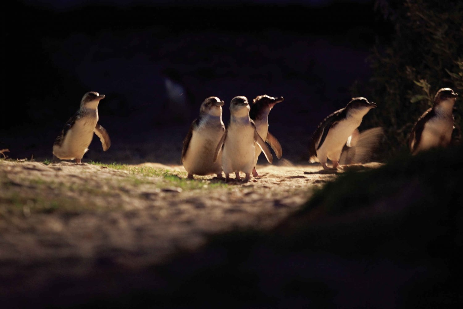 Best Penguin Parade tours to Phillip Island