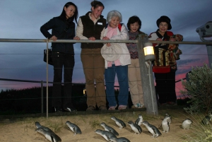 From  Late Afternoon Penguin Parade Express Tour