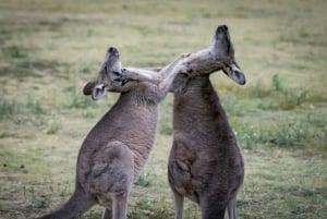 Da Melbourne: 2 giorni di Great Ocean Road e Grampians