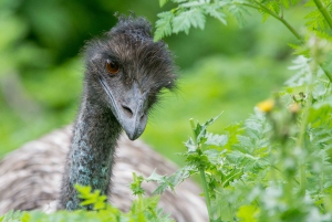Da Melbourne: 2 giorni di Great Ocean Road e Grampians