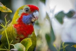 Da Melbourne: 2 giorni di Great Ocean Road e Grampians