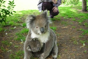 From Melbourne: 3-Day Great Ocean Road Tour with Lodging