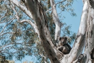 From Melbourne: 5-Day Victorian Alps & Gippsland Lakes Trip