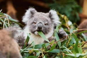 From Melbourne: Ballarat Wildlife Park & Sovereign Hill Tour