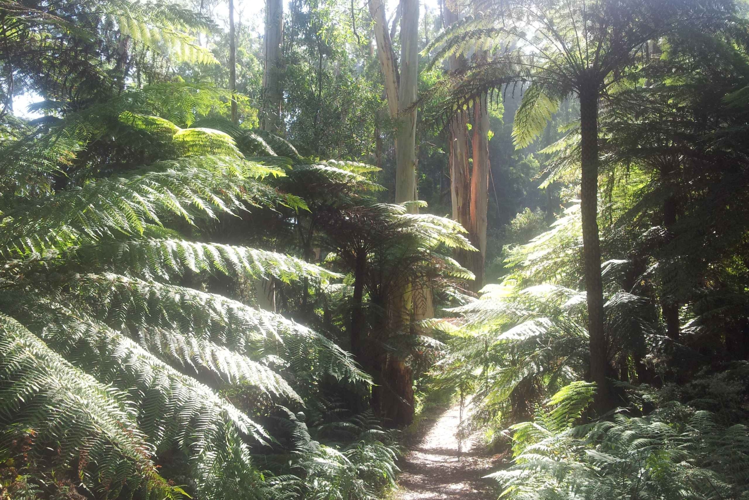 Z Melbourne: prywatna wycieczka do pasma górskiego Dandenong Ranges