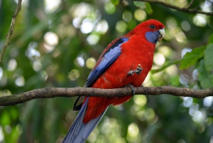 Z Melbourne: prywatna wycieczka do pasma górskiego Dandenong Ranges
