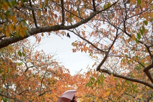Z Melbourne: prywatna wycieczka do pasma górskiego Dandenong Ranges