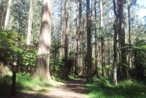 From Melbourne: Dandenong Ranges Private Tour with Lunch