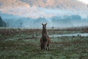 Melbourne: Private Grampians National Park Day Tours