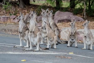 Z Melbourne: wycieczka z przewodnikiem do Parku Narodowego Grampians i spotkanie z kangurami